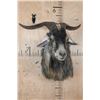 Image 2 : CATALINA GOAT Shoulder Mount