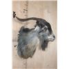 Image 3 : CATALINA GOAT Shoulder Mount