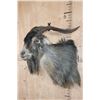 Image 4 : CATALINA GOAT Shoulder Mount