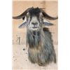 Image 5 : CATALINA GOAT Shoulder Mount