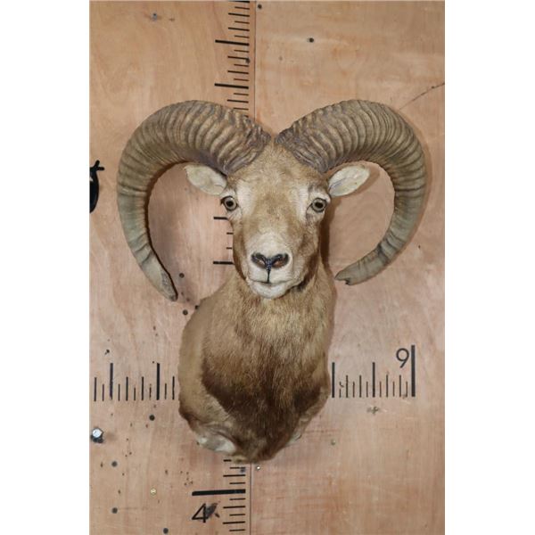 RED SHEEP Shoulder Mount