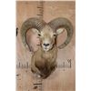 Image 1 : RED SHEEP Shoulder Mount