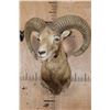 Image 2 : RED SHEEP Shoulder Mount
