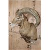 Image 3 : RED SHEEP Shoulder Mount