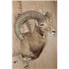 Image 4 : RED SHEEP Shoulder Mount