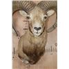 Image 5 : RED SHEEP Shoulder Mount