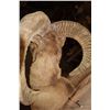 Image 6 : RED SHEEP Shoulder Mount