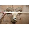 Image 7 : RED SHEEP Shoulder Mount