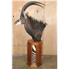 Image 2 : SABLE Pedestal Mount with Zebra Hide Panel Inlays