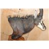 Image 5 : SABLE Pedestal Mount with Zebra Hide Panel Inlays