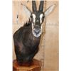 Image 6 : SABLE Pedestal Mount with Zebra Hide Panel Inlays