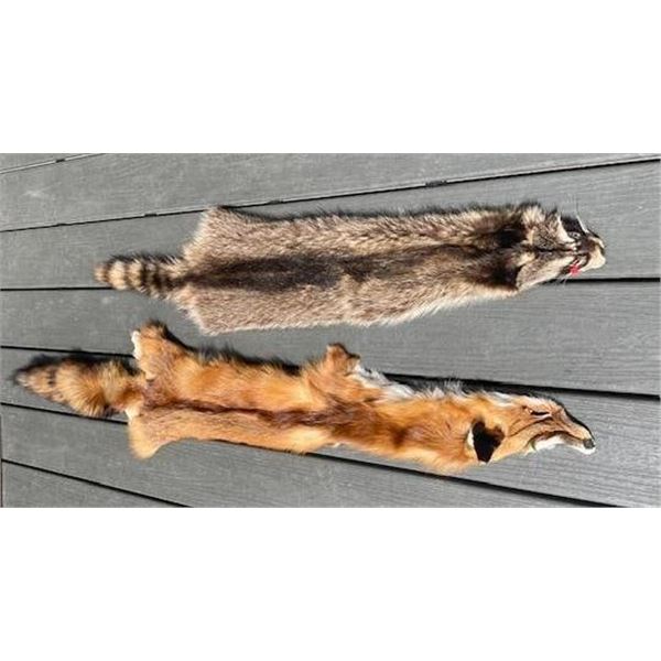 (1) *New* RACCOON or COON Hide and (1) *New* RED FOX Fur or Hide