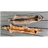 Image 1 : (1) *New* RACCOON or COON Hide and (1) *New* RED FOX Fur or Hide