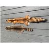 Image 2 : (1) *New* RACCOON or COON Hide and (1) *New* RED FOX Fur or Hide