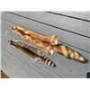 Image 4 : (1) *New* RACCOON or COON Hide and (1) *New* RED FOX Fur or Hide