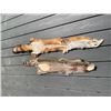 Image 5 : (1) *New* RACCOON or COON Hide and (1) *New* RED FOX Fur or Hide