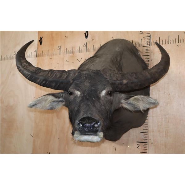 XL WATER BUFFALO Shoulder Mount