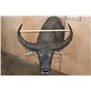 Image 2 : XL WATER BUFFALO Shoulder Mount