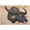 Image 3 : XL WATER BUFFALO Shoulder Mount