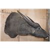 Image 4 : XL WATER BUFFALO Shoulder Mount