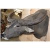 Image 5 : XL WATER BUFFALO Shoulder Mount