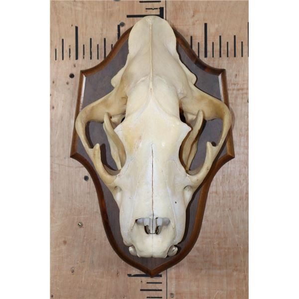 *TEXAS RESIDENTS ONLY* XL African LION Skull on a Wood Plaque