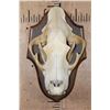 Image 1 : *TEXAS RESIDENTS ONLY* XL African LION Skull on a Wood Plaque