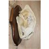 Image 3 : *TEXAS RESIDENTS ONLY* XL African LION Skull on a Wood Plaque