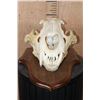 Image 4 : *TEXAS RESIDENTS ONLY* XL African LION Skull on a Wood Plaque