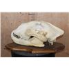 Image 5 : *TEXAS RESIDENTS ONLY* XL African LION Skull on a Wood Plaque