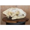 Image 6 : *TEXAS RESIDENTS ONLY* XL African LION Skull on a Wood Plaque