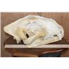 Image 7 : *TEXAS RESIDENTS ONLY* XL African LION Skull on a Wood Plaque