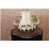 Image 8 : *TEXAS RESIDENTS ONLY* XL African LION Skull on a Wood Plaque