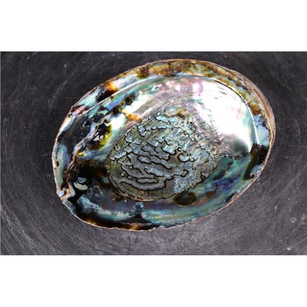 Big Polished Iridescent ABALONE Shell