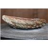 Image 3 : Big Polished Iridescent ABALONE Shell