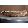 Image 4 : Big Polished Iridescent ABALONE Shell
