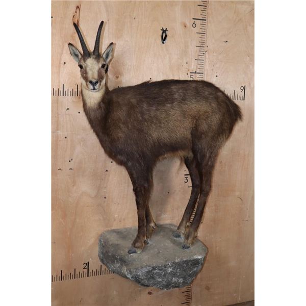 XL Life-sized CHAMOIS on a Rocky Wall Base