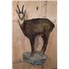 Image 1 : XL Life-sized CHAMOIS on a Rocky Wall Base