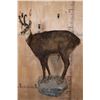 Image 2 : XL Life-sized CHAMOIS on a Rocky Wall Base