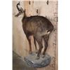 Image 3 : XL Life-sized CHAMOIS on a Rocky Wall Base