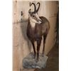Image 4 : XL Life-sized CHAMOIS on a Rocky Wall Base