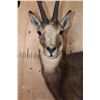 Image 5 : XL Life-sized CHAMOIS on a Rocky Wall Base