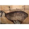 Image 6 : XL Life-sized CHAMOIS on a Rocky Wall Base