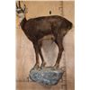Image 7 : XL Life-sized CHAMOIS on a Rocky Wall Base