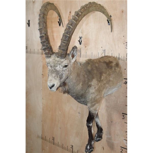 Half-body NUBIAN IBEX