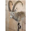 Image 1 : Half-body NUBIAN IBEX