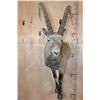 Image 2 : Half-body NUBIAN IBEX