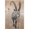 Image 3 : Half-body NUBIAN IBEX