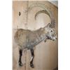 Image 4 : Half-body NUBIAN IBEX