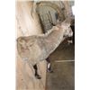 Image 5 : Half-body NUBIAN IBEX